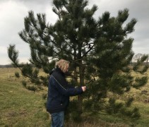 Pinus nigra nigra