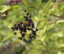 Sambucus nigra