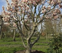 Magnolia soulangeana - Magnolia soulangeana - 2