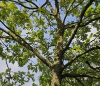 Quercus robur - Zomereik - 6