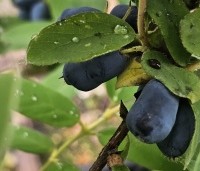Lonicera caerulea 'Kamtschatica' - Honingbes 'Kamtschatica' - 2