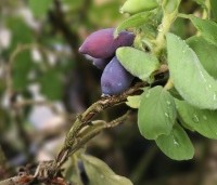 Lonicera caerulea 'Kamtschatica' - Honingbes 'Kamtschatica' - 1