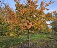 Parrotia persica 'Bella' - Perzisch IJzerhout - 1