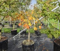 Aesculus pavia 'Atrosanguinea' - Rode pavia - 4