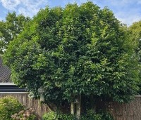Prunus lusitanica 'Angustifolia' - Portugese laurier - 3
