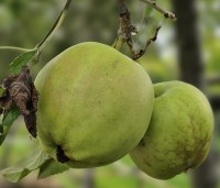 Malus dom. 'Golden Delicious' - Malus dom. 'Golden Delicious' - 1