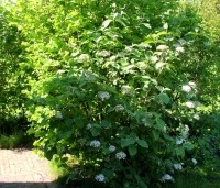 Viburnum lantana - Wollige sneeuwbal - 1