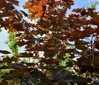 Acer platanoides 'Royal Red' - Roodbladige Noorse Esdoorn - 1
