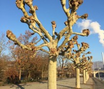 Platanus hispanica