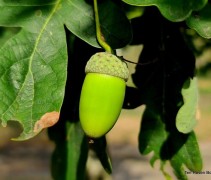 Quercus cerris