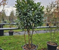 Prunus laurocerasus 'Bonaparte' - haaglaurier met gekleurde uitloop van het jonge blad. - 1