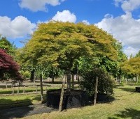 Acer palmatum 'Dissectum' - Japanse esdoorn 'Dissectum' - 2