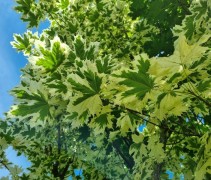 Acer platanoides 'Dummondii'