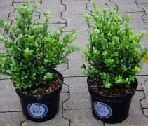 Ilex crenata 'Dark Green' 25-30 cm