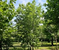 Quercus rubra - Amerikaanse eik - 6