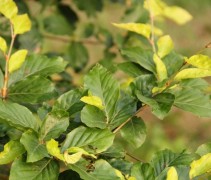 blad, Fagus sylvatica