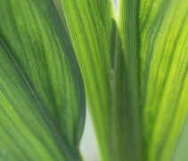 Het blad van de Crocosmia heeft een uiterlijk wat iets weg heeft van riet langs de waterkant.