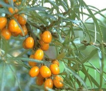 Hippophae rhamnoides