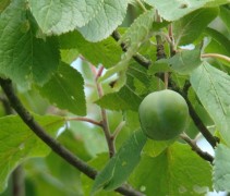 Prunus domestica 'Dubbele Boerenwitte'