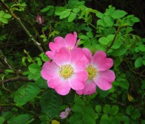 Rosa Rubiginosa