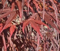 Acer palmatum 'Atrolineare' - Japanse esdoorn 'Atrolineare' - 1