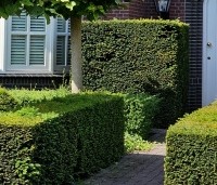 Taxus baccata - Venijnboom - 6