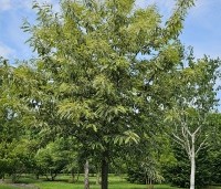 Castanea sativa 'Variegata' - Tamme Kastanje 'Variegata' - 2