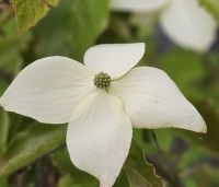 Cornus kousa 'Moonbeam' - Japanse grootbloemige kornoelje 'Moonbeam' - 1