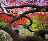 Acer palmatum 'Garnet' - Japanse esdoorn 'Garnet' - 1