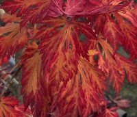 Acer japonicum 'Aconitifolium' - Japanse Esdoorn 'Aconitifolium' - 2
