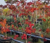 Acer japonicum 'Aconitifolium' - Japanse Esdoorn 'Aconitifolium' - 1