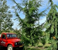 Tsuga canadensis - Canadese Hemlockspar - op halfstam