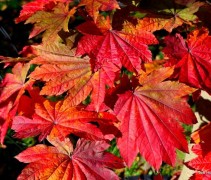 Acer japonicum 'Vitifolium