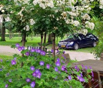 Geranium 'Rozanne'