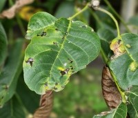 Juglans regia 'Bella Maria' - Walnoot 'Bella Maria' - 6