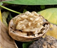 Juglans regia 'Bella Maria' - Walnoot 'Bella Maria' - 7