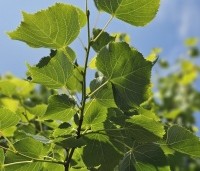 Tilia mongolica 'Buda' - Mongoolse Lindeboom - 3