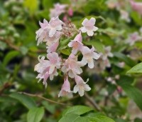 Kolkwitzia amabilis 'Pink Cloud'  - Koninginnenstruik  'Pink Cloud' - 1