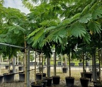 Albizia julibrissin - Perzische slaapboom - 5