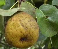 Pyrus com. 'Saint Remy' - Pyrus com. 'Saint Remy' - 3