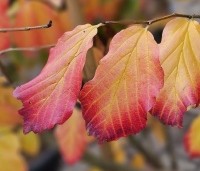 Parrotia persica 'Vanessa' - Perzisch IJzerhout - 2