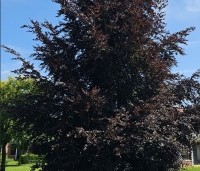 Fagus sylvatica 'Atropunicea' - Rode beuk - 2