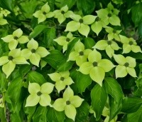 cornus kousa var chinensis - cornus kousa var chinensis - 1