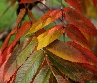 Rhus typhina - Fluweelboom - 1