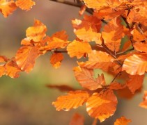 Fagus sylvatica