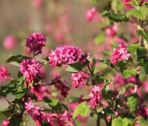 Ribes sanguineum 'King Edward VIII'