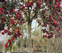 Camellia japonica 'Black Lace' - Camellia 'Black Lace' - 5