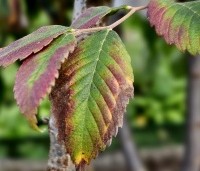 Zelkova serrata - Japanse Zelkova - 1