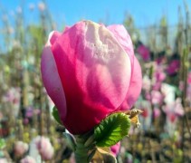 Magnolia 'Watermelon'