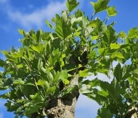 Platanus hispanica - Plataan - 7